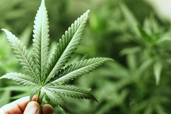sust_marihuana